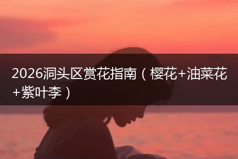 2026洞头区赏花指南（樱花+油菜花+紫叶李）