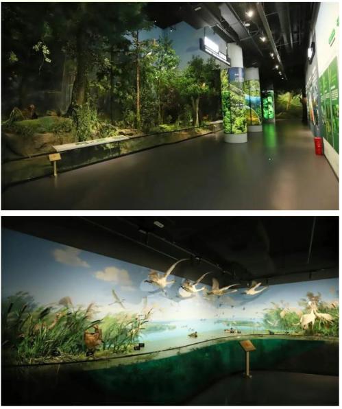 江西林业博物馆2026年樱花季预约攻略（时间+入口+流程）