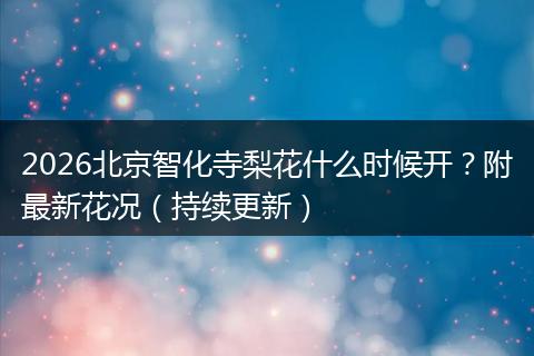2026北京智化寺梨花什么时候开？附最新花况（持续更新）